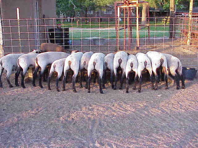 Lambs in a Row