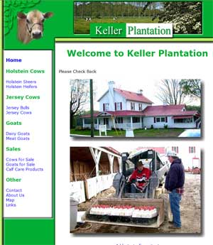 Keller Plantation - Cattle in Tennessee